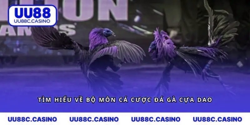 Tìm hiểu về bộ môn cá cược đá gà cựa dao