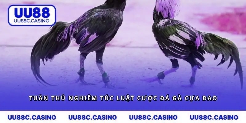 Tuân thủ nghiêm túc luật cược đá gà cựa dao