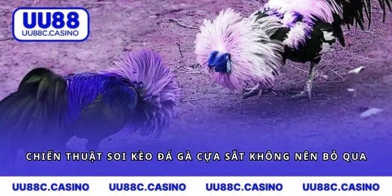 Chiến thuật soi kèo đá gà cựa sắt không nên bỏ qua