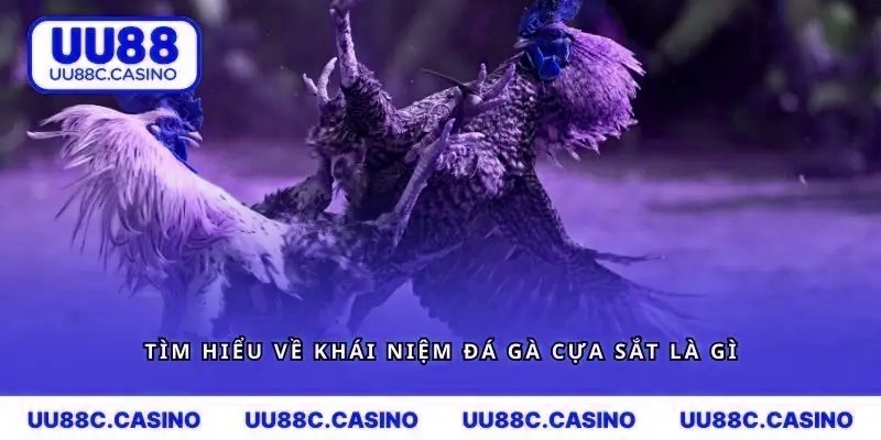 Tìm hiểu về khái niệm đá gà cựa sắt là gì