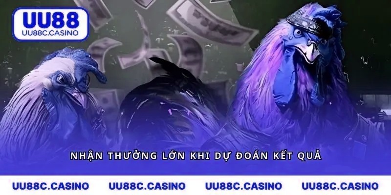 Nhận thưởng lớn khi dự đoán kết quả của chiến kê