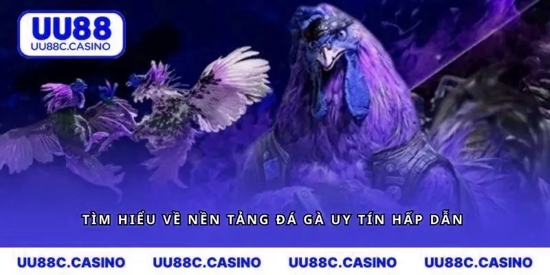 Tìm hiểu về nền tảng đá gà uy tín hấp dẫn 