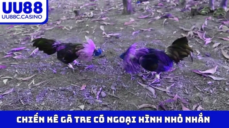 Chiến kê Gà Tre có ngoại hình nhỏ nhắn