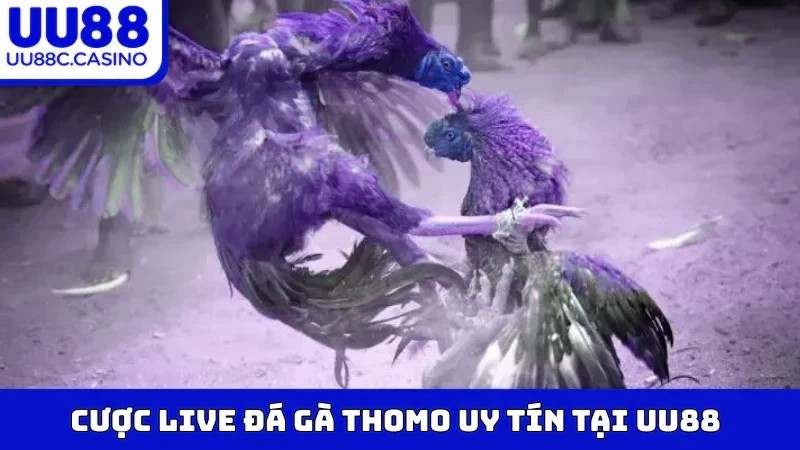 Cược live Đá Gà Thomo uy tín tại mvp999