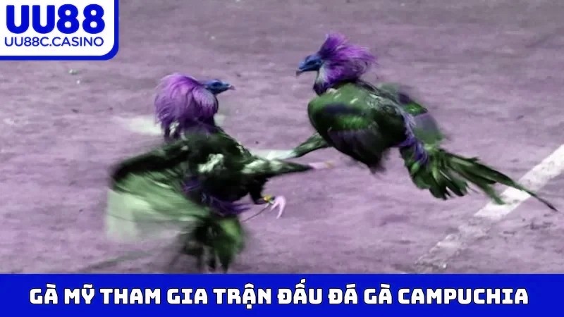 Gà Mỹ tham gia trận đấu Đá Gà Campuchia