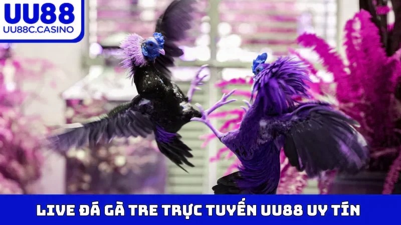 Live Đá Gà Tre trực tuyến mvp999 uy tín