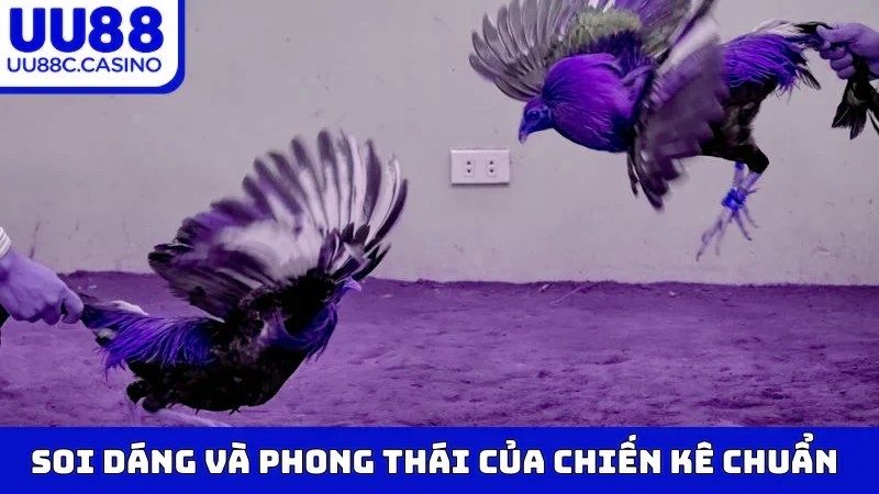Soi dáng và phong thái của chiến kê chuẩn