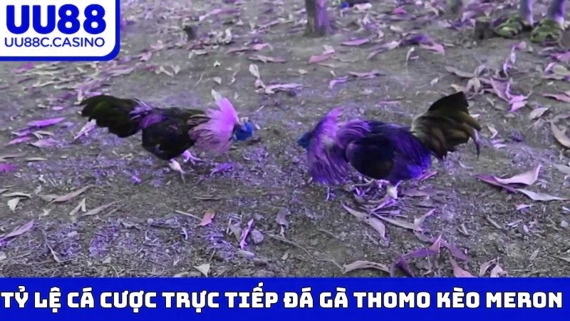 Tỷ lệ cá cược trực tiếp Đá Gà Thomo kèo Meron