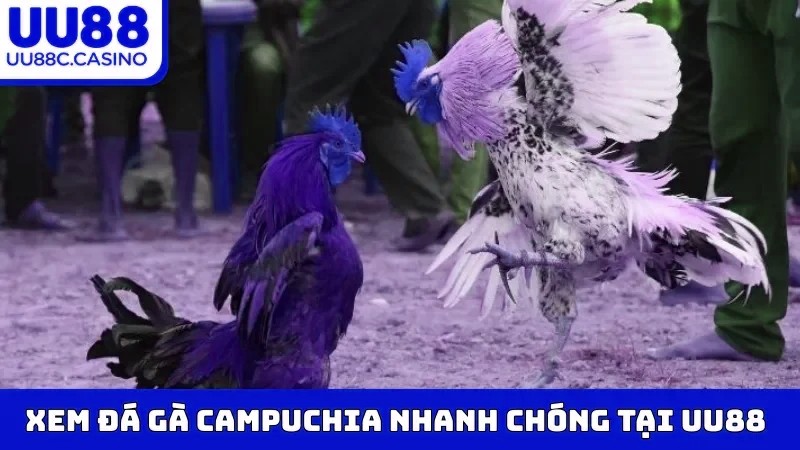 Xem Đá Gà Campuchia nhanh chóng tại mvp999